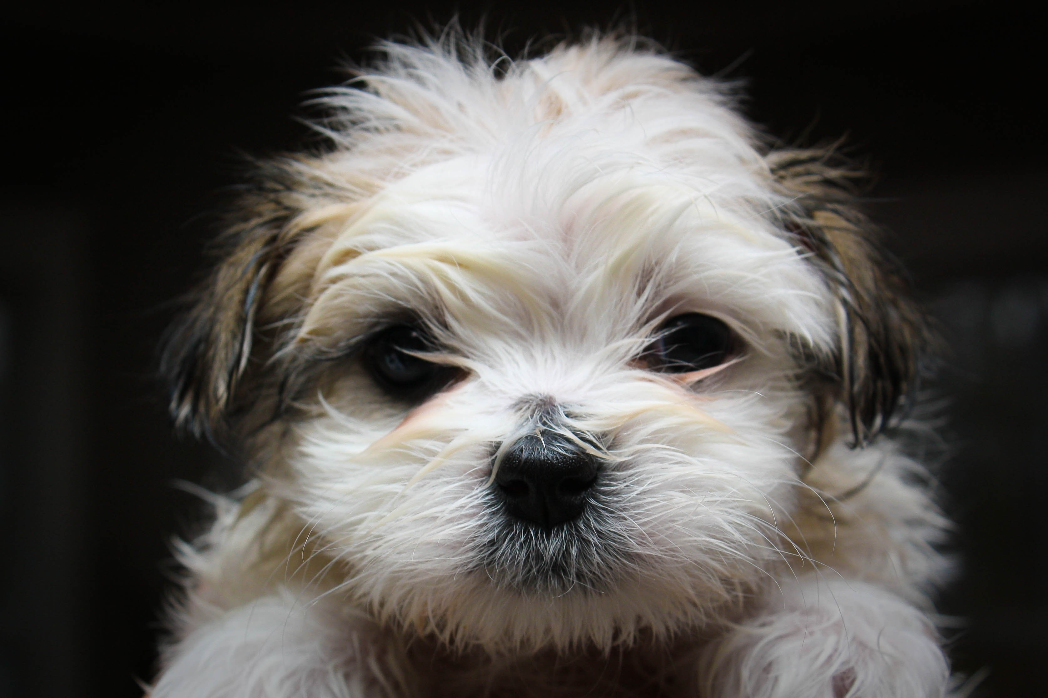 A Maltese Shitzu mix can come from a purebred Maltese and Shitzu or purebred Mal-Tzu parents