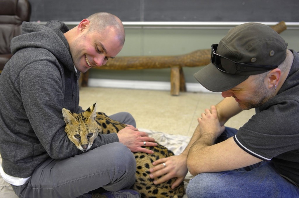 21 Things To Know Before Caring For An African Serval Cat TeleTalk