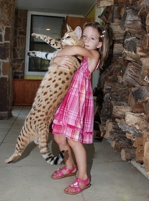 Savannah Cats are child friendly