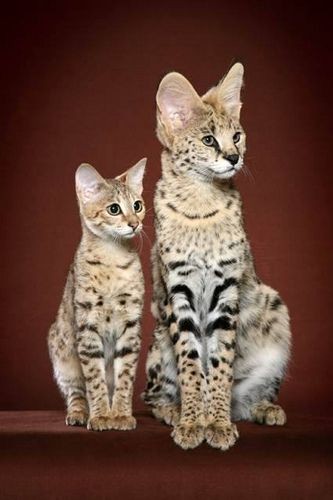 Savannah Cats are not costly