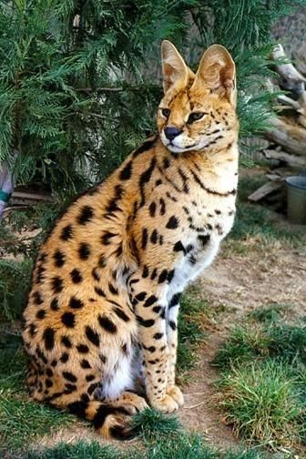 Savannah Cat’s Diet