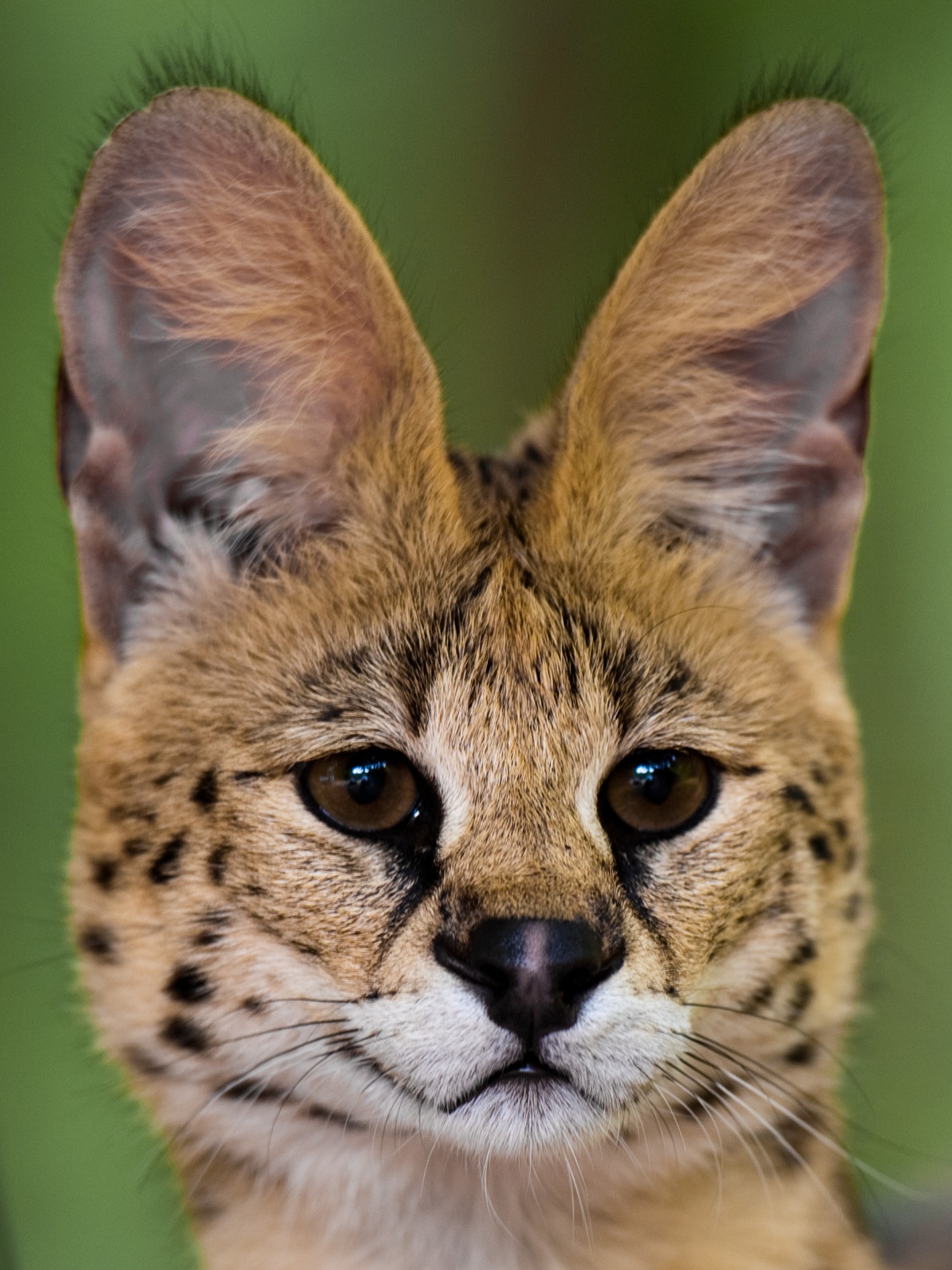 21 Things To Know Before Caring For An African Serval Cat – Tele-Talk
