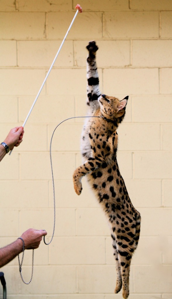 21 Things To Know Before Caring For An African Serval Cat TeleTalk
