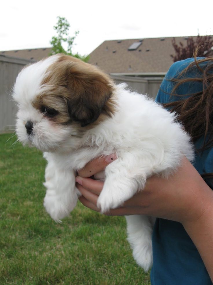 You would definitely meet other people with dogs because your Mal-Tzu would be a perfect ice breaker