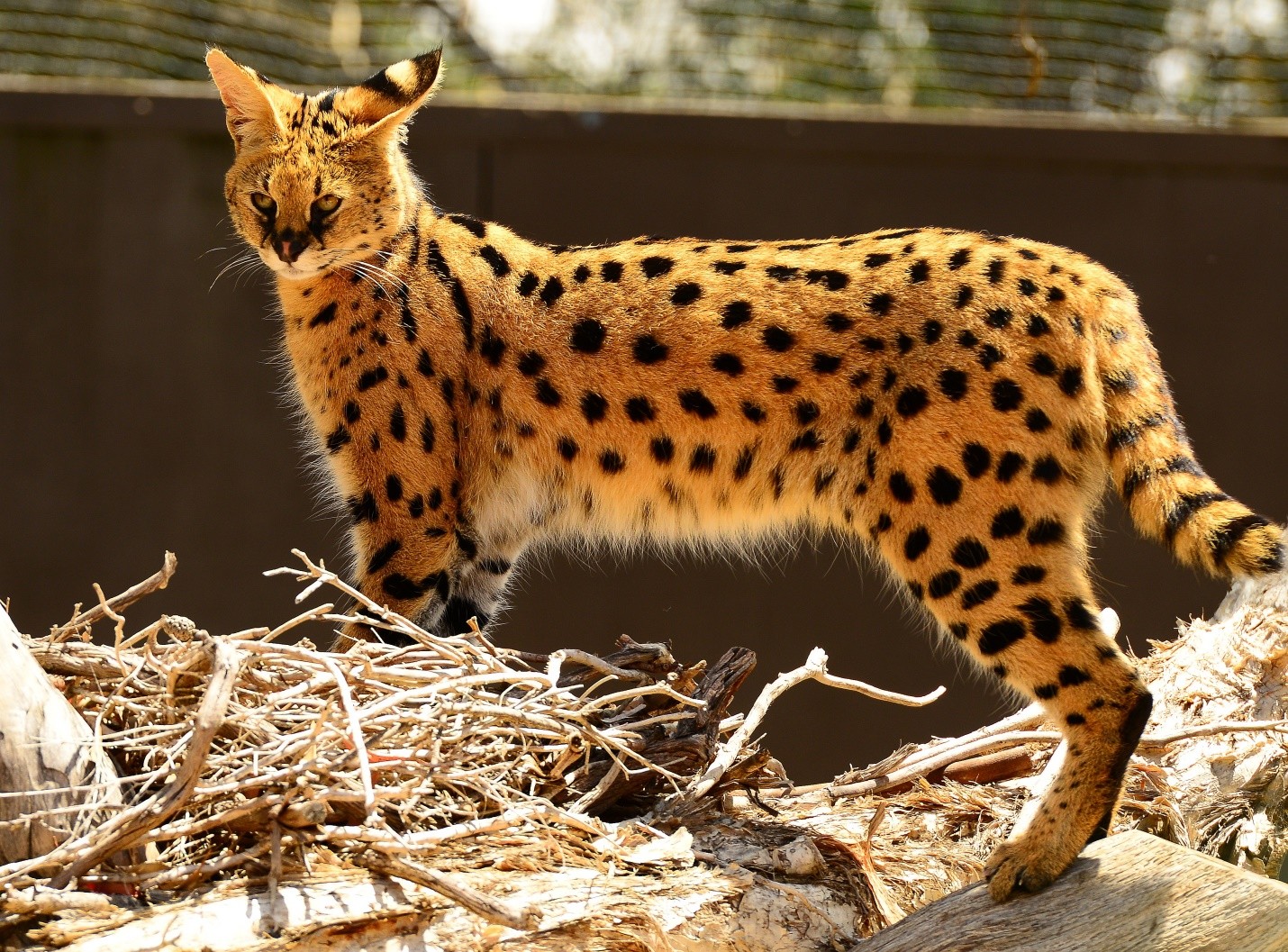 21 Things To Know Before Caring For An African Serval Cat