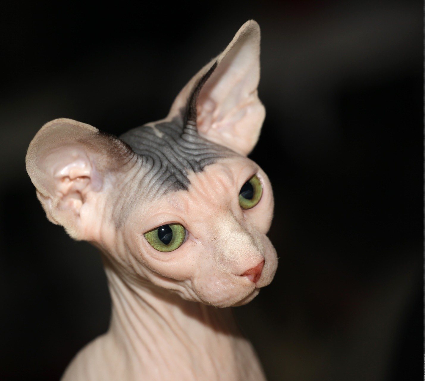 World's Ugliest Cats Ever