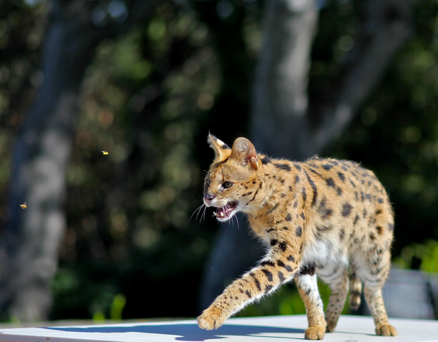 African Serval Cat