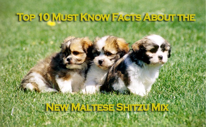 top-10-must-know-facts-about-the-new-maltese-shitzu-mix-youll-fall-in-love-with-these-adorable-and-lovely-cuties
